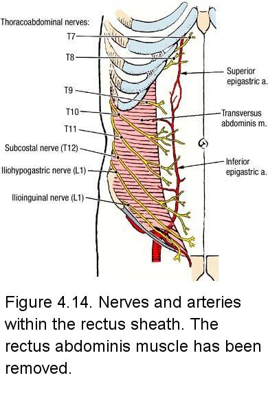 The Abdomen